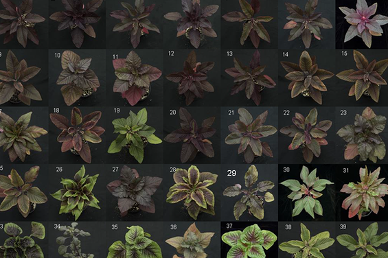 Want a natural food dye? Amaranth delivers, according to Illinois study