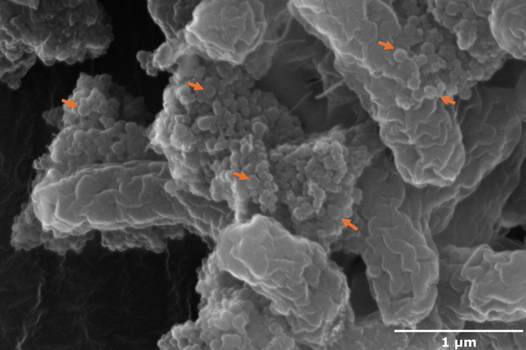 Clusters of nanoplastics (red arrows) bind to E. coli O157:H7. Award winning image by Jayashree Nath, first author of the study.