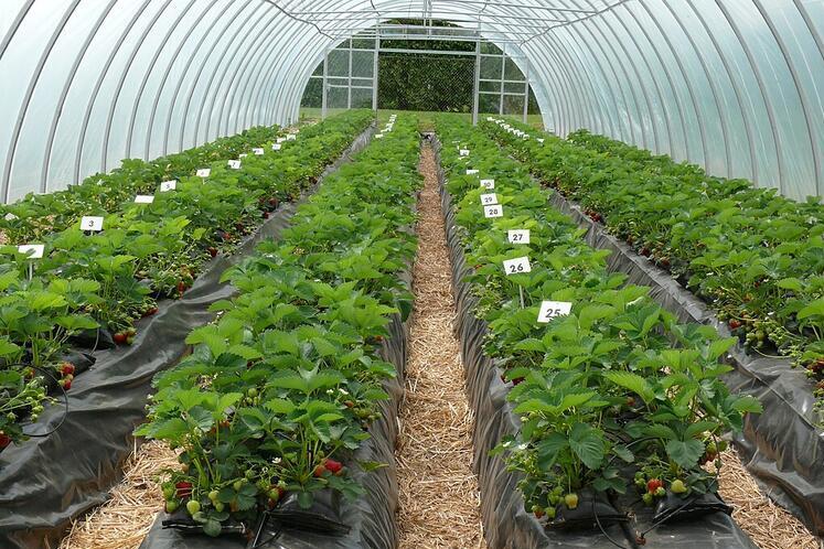 Plastic mulch used in strawberry cultivation, shown here, is only one example of plastic use in agriculture. Photo by Glysiak via Wikimedia Commons.