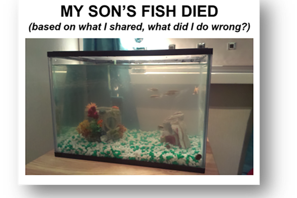 Dead fish in an aquarium.