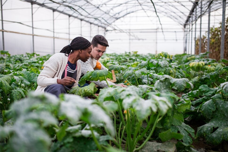 Food scientist examining crops