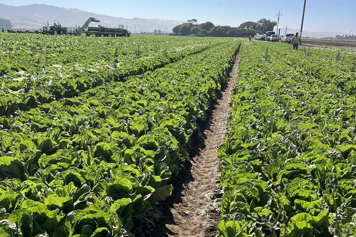 A field of romaine lettuce in California.